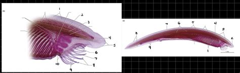 Amphioxus Diagram | Quizlet