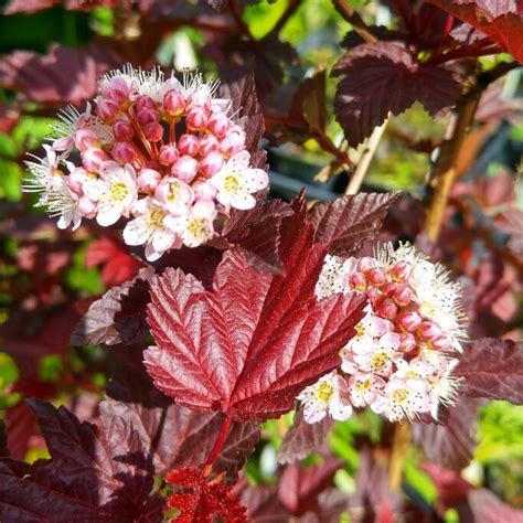 Physocarpus Opulifolius Tuilad Syn Physocarpus Opulifolius Lady In