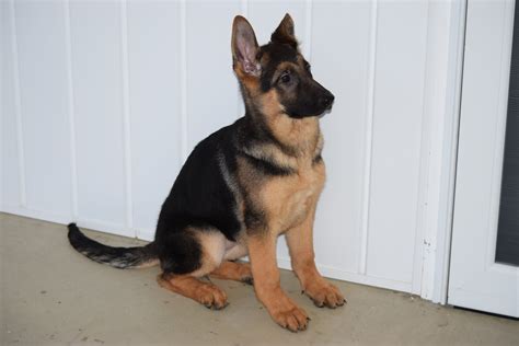 AKC German Shepherd For Sale Baltic Ohio Female- Melissa – AC Puppies LLC