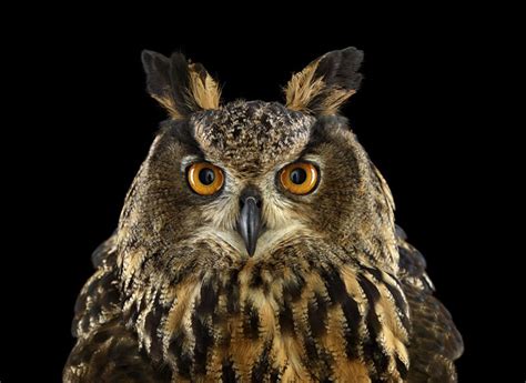 Studio Portraits Of Owls That Capture Their Nobility And Personalities