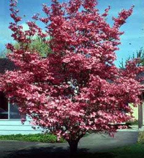 Red Dogwood Trees for Sale at Arbor Day's Online Tree Nursery - Arbor Day Foundation