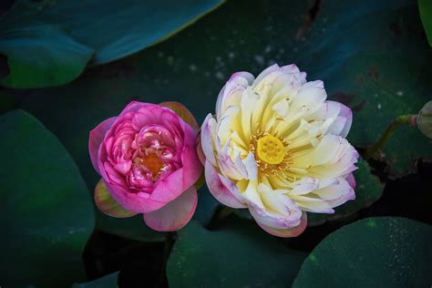 4k Lotus Flower Closeup Two From Above Pink Color Hd Wallpaper