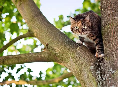 Sverminare Il Gatto Come Funziona Pet Yolo