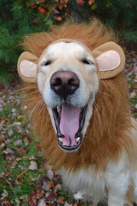 Luna the Laughing Lioness golden retriever lion halloween costume | Halloween para perros ...