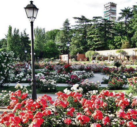 D Nde Ver La Rosaleda Del Parque Del Oeste En Madrid Y El Concurso De