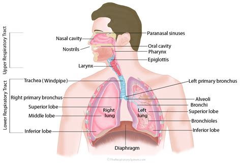 Respiratory System Diagram With Functions Biology Respirato