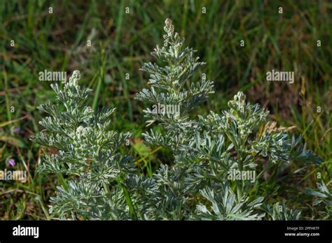 Wormwood Artemisia Absinthium Perennial Herb Of Silvery Color With A