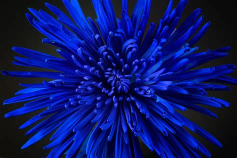 wallpaper flower, petals, bud, blue HD : Widescreen : High Definition ...