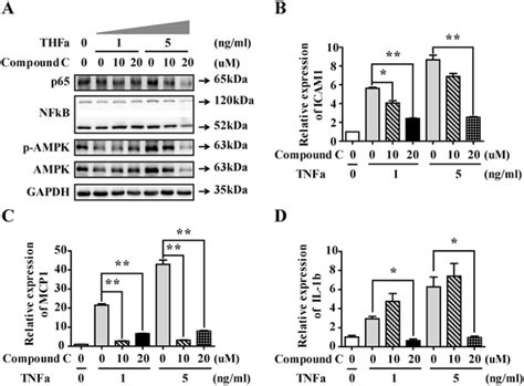 Ampk Inhibitor Suppressed Tnf α Induced Inflammatory Factors