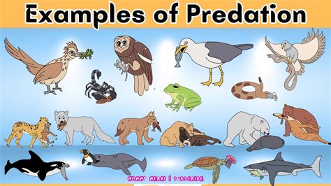 Examples of Predation Types of Relationship in Nature | Mommy Merai ...