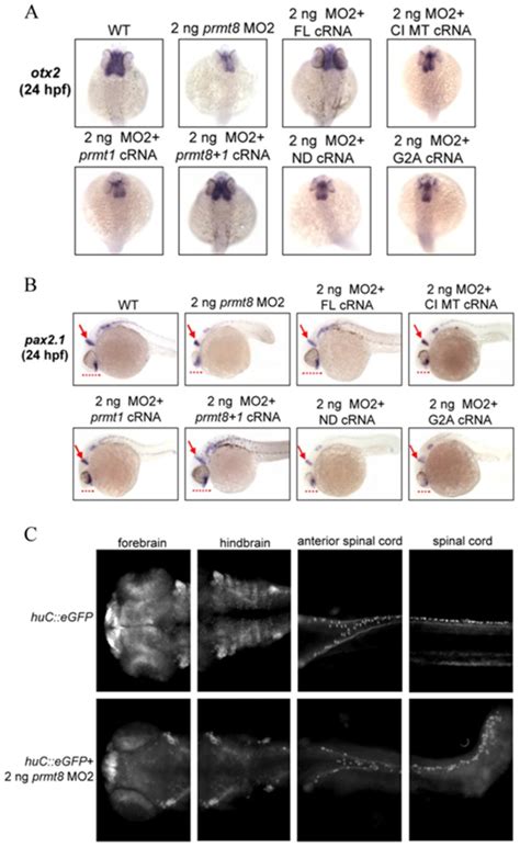 Zebrafish Embryos Hpf Injected With Ng Of Prmt Mo Or Ng Of