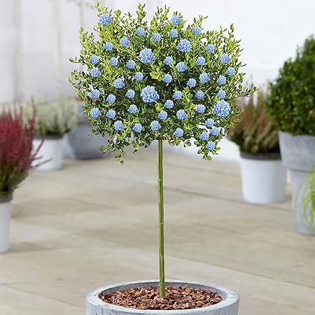 Gardener S Dream Ceanothus Victoria Baum Immergr Ne Zierb Ume F R