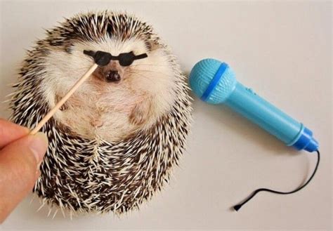 Piano Playing Hedgehog Awaits Orchestral Arrangement