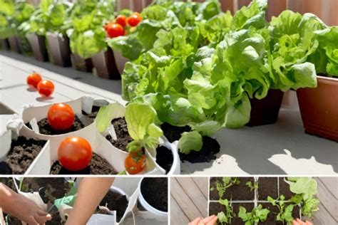 Plantas de Baixa Manutenção para Horta de Varanda Ideal para Iniciantes