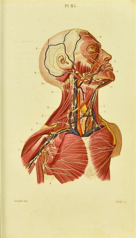 Petit Atlas Complet D Anatomie Descriptive Du Corps Humain Masse J