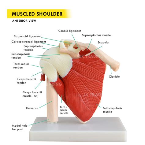 Human Anatomy Model Demo Muscle Shoulder Joint With Ligaments