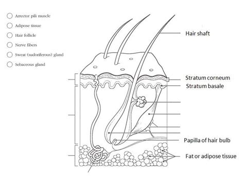 Printable Skin Diagram Blank