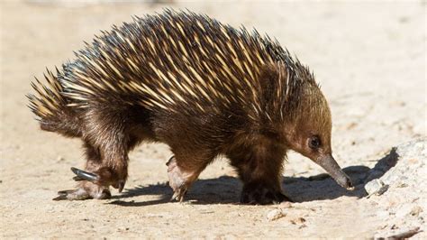 Scientists Unravel Mystery Of Echidnas Bizarre 4 Headed Penis Live