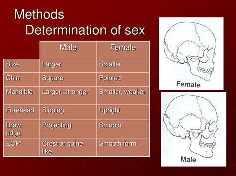 Ppt Facial Reconstruction Anatomical Method Vs Tissue Depth Method Powerpoint Presentation