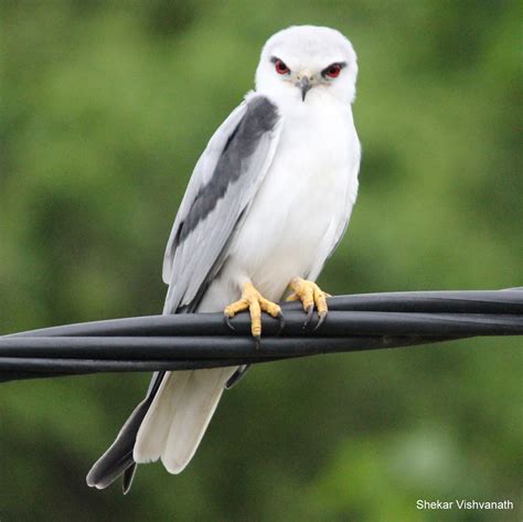 Birds Butterflies Wildlife And More Black Winged Kite Elanus