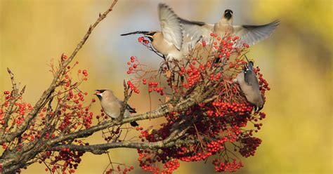 8 Birds to Look Out For This Autumn | Happy Beaks