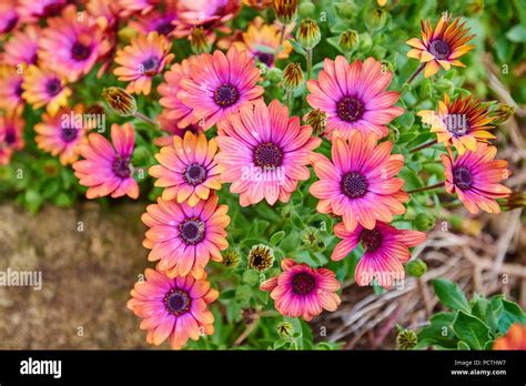 Daisybushes Osteospermum African Daisies Flower Victoria