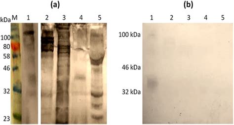 Western Immunoblots Of Extracts Of S Mansoni And Allergenic Plants