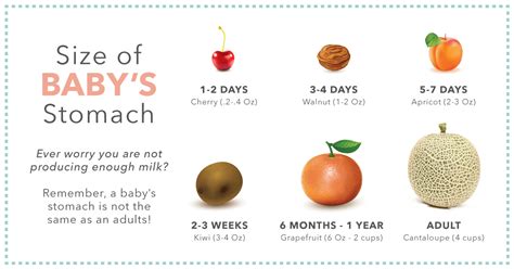 Infant Stomach Size Chart Lamer