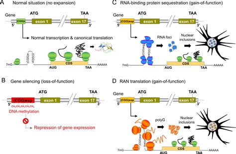 Gc Rich Repeat Expansions Associated Disorders And Mechanisms