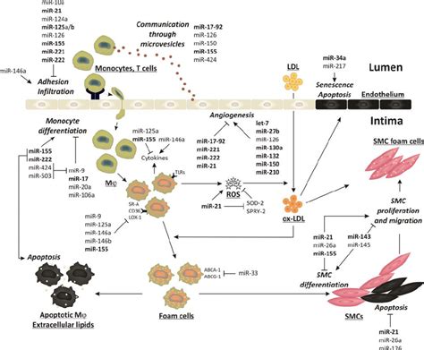 Mirs Regulate Inflammation Oxidative Stress Apoptosis And