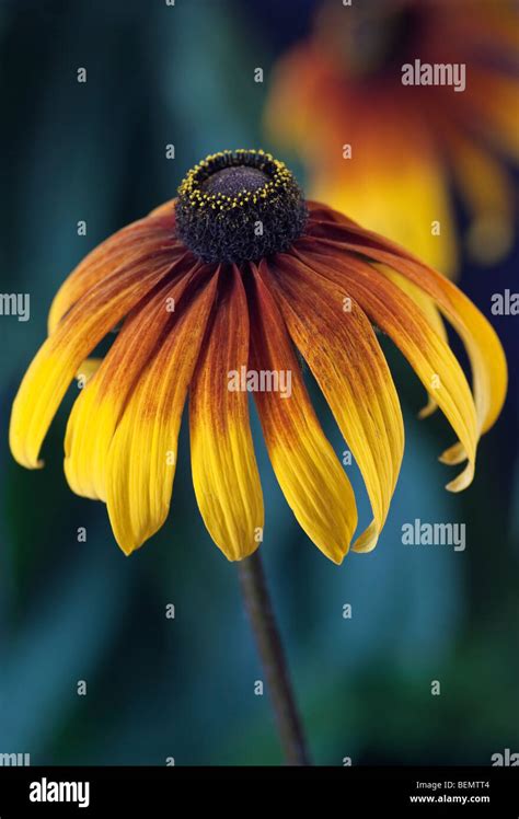 Rudbeckia Gloriosa Daisy Stock Photo Alamy