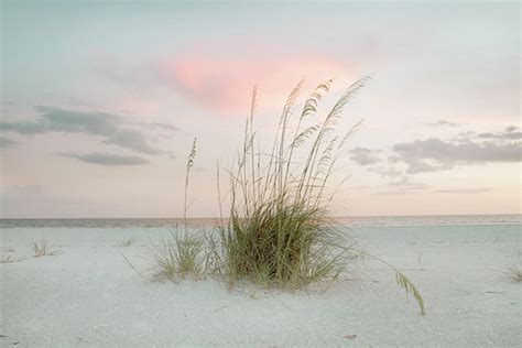 Beach Photography Print Reeds Sea Oats Peaceful Waters Coastal