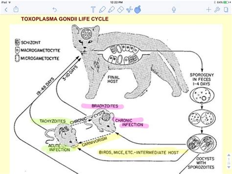 Toxoplasma Gondii Flashcards Quizlet