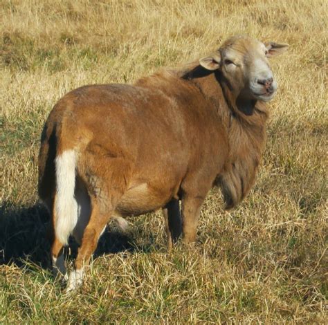 Baa Ram Ewe Sheep The Benefits Of Breeding To A Hair Sheep Ram