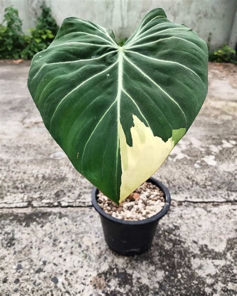 Philodendron Gloriosum Variegated Best Grow And Care Guide