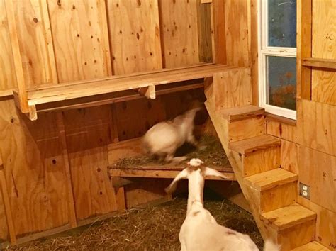 Simple Goat Loft Made From Pallet They Love Playing And Sleeping On