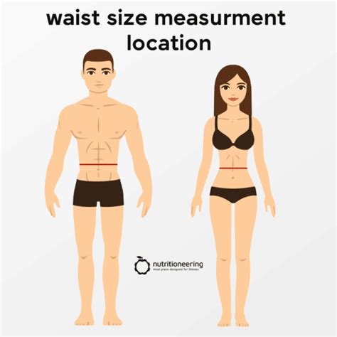 Average Waist Size For Men And Women Waist Circumference Data