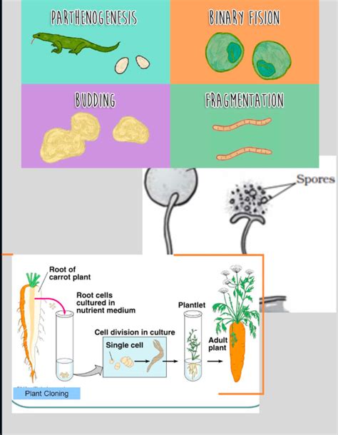 Vegetative Reproduction Diagram