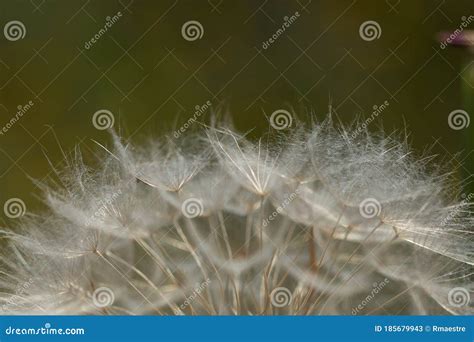 Dandelion Plant in a State of Seed Dispersal Stock Image - Image of ...