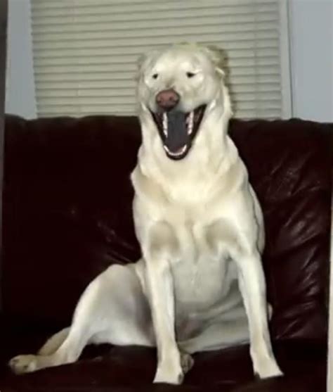 Scary Dog Rscaryeddie