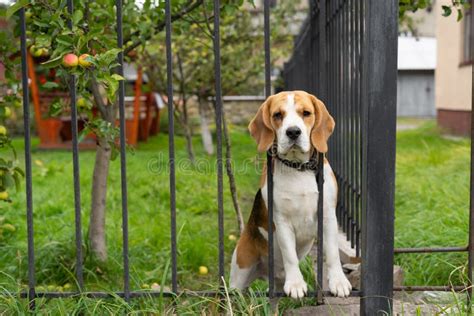 A Beagle Dog Barks Behind A Forged Metal Fence Sitting On The Grass