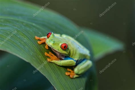 Rana Arbor Cola De Ojos Rojos Agalychnis Callidryas Sentada En El