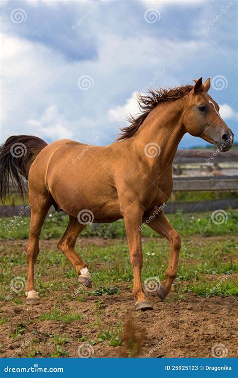 Red Gold Arabian Horse Royalty Free Stock Photography Cartoondealer