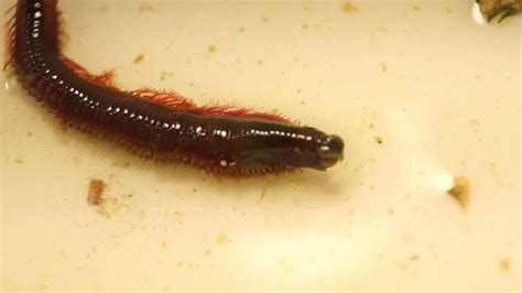 Palolo Worm Youtube