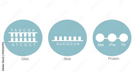 The Molecular Biology DNA RNA And Protein Molecule That Represent The