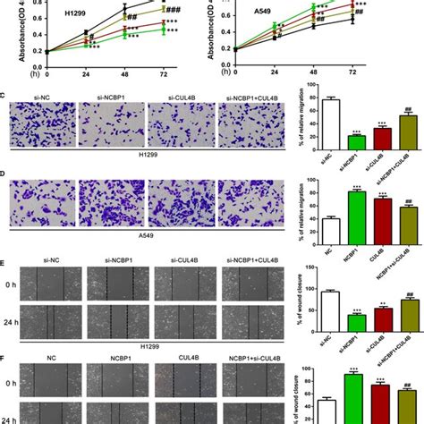 NCBP1 Silencing Reduced The Proliferation Migration And Wound Healing