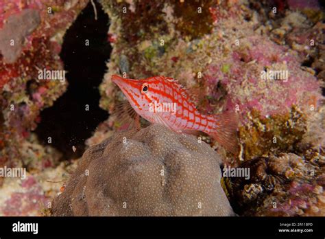 Longnose Hawkfish Oxycirrhites Typus Longnose Tussock Lanabueba