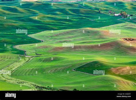 Steptoe Butte State Park Washington USA May 22 2021 Rolling Wheat