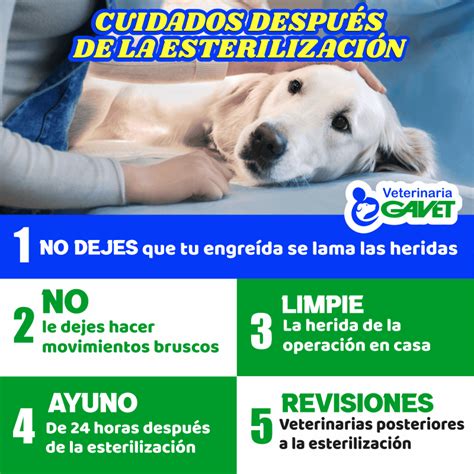 Esterilización para perros Por qué realizarlas y sus beneficios