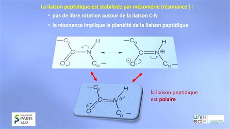 TRILOGIQUE Semaine 2 Vidéo 4 Liaisons covalentes peptidique Acides